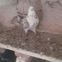 کبوتر رنگی|پرنده|ارشق, |دیوار