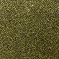 حبوبات ، نخود ، عدس ، لوبیا چیتی هندی|خوردنی و آشامیدنی|تربتحیدریه, آغوی|دیوار