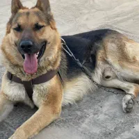 سگ ژرمن ۳ ساله