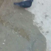 زاغ جوانه ماده|پرنده|سنقر, |دیوار