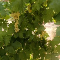 500متر باغ انگور جنب جاده اصلی