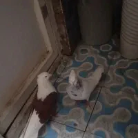 طوقی الماسی/دو کت سرور/دو کت خال پیست