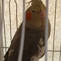 فروش پرنده عروس هلندی