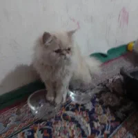 حیوانات خانگی