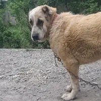 سگ ماده آلابای گمشده در خوشنام فردیس|حیوانات|ملارد, |دیوار