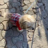 واگذاری سگ|سگ|بجنورد, |دیوار