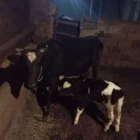 گاوه گوساله|حیوانات مزرعه|بیجار, |دیوار