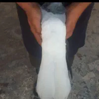 فروش یا معاوضه سبزدمبی وسروردمبی ماده زیرورودار