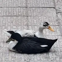 اردک