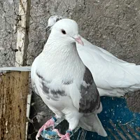 کبوتر پرشی|پرنده|اردکان, |دیوار