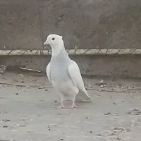 طوقی ابی|پرنده|قم, نیروگاه|دیوار