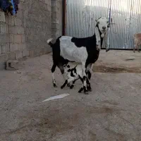 ۶ تا بز و یک کهره چبش|حیوانات مزرعه|داراب, |دیوار