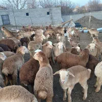 فروش گوسفند|حیوانات مزرعه|مشگین شهر, |دیوار