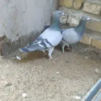 پرنده مسافتی جواب داده|پرنده|مینودشت, |دیوار