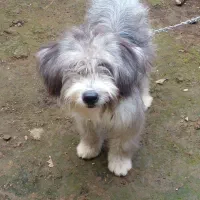 سگ شیتزو شناسنامه دار