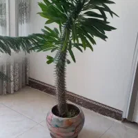 گل آپارتمانی