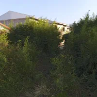 بامبو خیزران نهال با ریشه قالبی|گل مصنوعی|لاهیجان, گلستان|دیوار