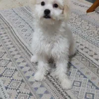 واگذاری سگ مالتیز کراس