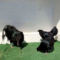 تخم و جوجه نژادهای زینتی و کمیاب