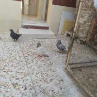 چهار کبوتر برای فروش|پرنده|برازجان, |دیوار