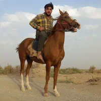 اسب ترکمن|اسب و تجهیزات اسبسواری|بردسکن, |دیوار