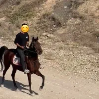 اسب مادیون کرد پر خون