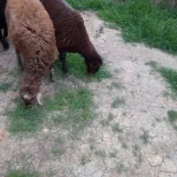 ۲ عدد توقلی ماده