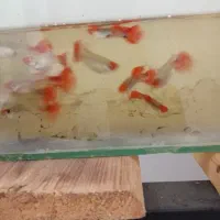 ماهی گوپی و دمشمیری و آکواریوم و لوازمش|ماهی|نجف‌آباد, امیرآباد|دیوار