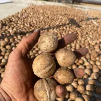 گردو|عمدهفروشی|زند, |دیوار