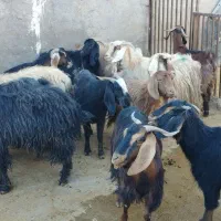 بز چاق برای عروسی