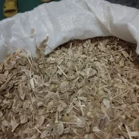 بذر آنقوزه شیرین طبس