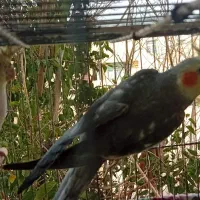 عروس هلندی