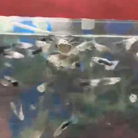 ماهی گوپی نژاد|ماهی|مرودشت, تامین اجتماعی‎|دیوار