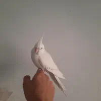 عروس هلندی