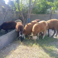 نر بره توقلی افشار