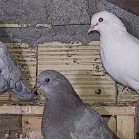 چند جفت کفتر پروندنی