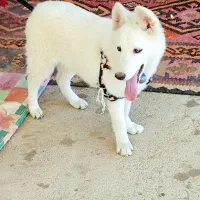 هاسکی ماده آماده فحل