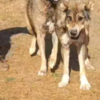 سگ سرابی اصیل