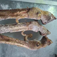 پاچه گوسفندی