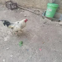 خوروس لاری|پرنده|اصفهان, کارلادان|دیوار