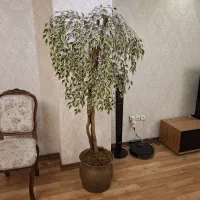 درختچه بنجامین