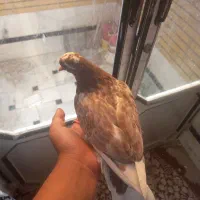 آگهی جوجه کفتر و عروس هلندی