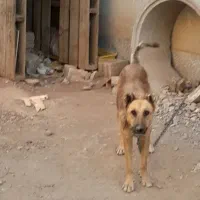 سگ سرابی|سگ|تبریز, |دیوار