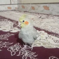 عروس هلندی دستی|پرنده|نیمروز, |دیوار