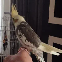 عروس هلندی گمشده