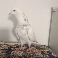 کبوتر