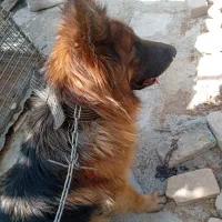 سگ گمشده|حیوانات|کرج, حصارک بالا|دیوار