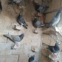 کبوتر مسافتی|پرنده|اهر, |دیوار