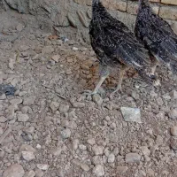جوجه بوقلمون ۲ ماهه