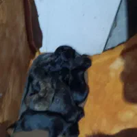 سگ خونگی|سگ|رشت, حومه رشت|دیوار